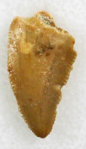 Bargain Raptor Tooth From Morocco - #30868